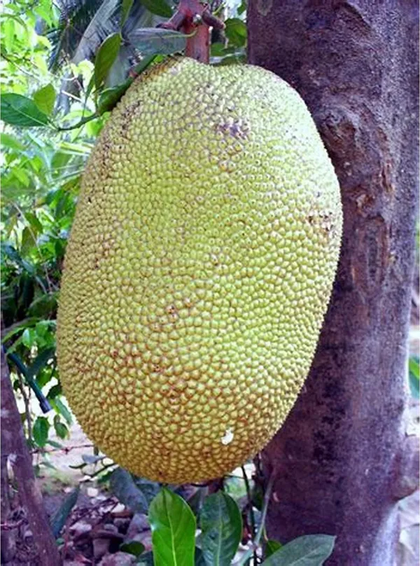 Indian_Hybrid_Jackfruit_Plant_&_Tree_For_Your_Home_Gardening_(1.5-3.5_Ft_Hight)_Suitable_Location_Outdoor_(Grafted,_Pack_Of_1)