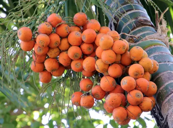 Indian_Hybrid_Supari_Plant_Pack_of_1
