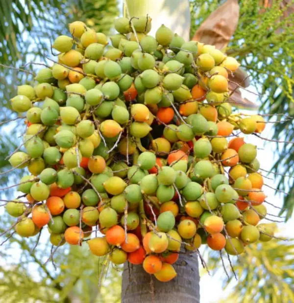 Indian_Hybrid_Supari_Plant_Pack_of_1