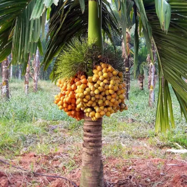 Indian_Hybrid_Supari_Plant_Pack_of_1