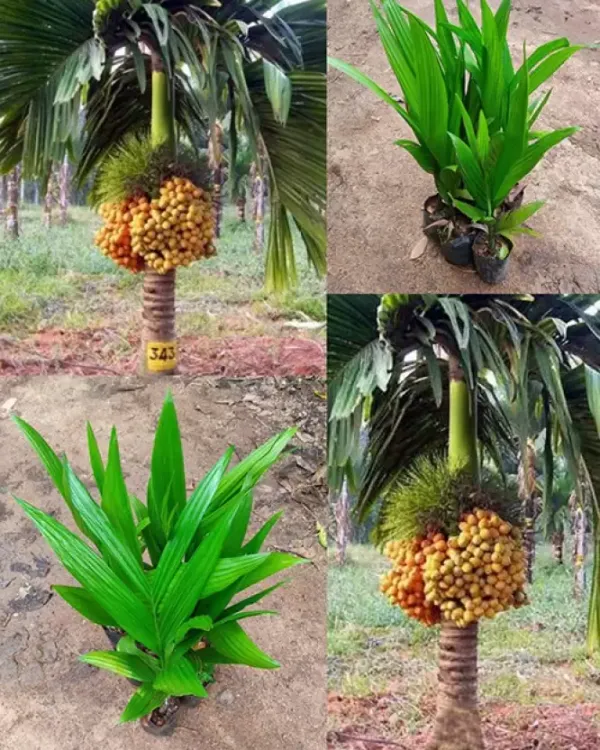 Indian_Hybrid_Supari_Plant_Pack_of_1