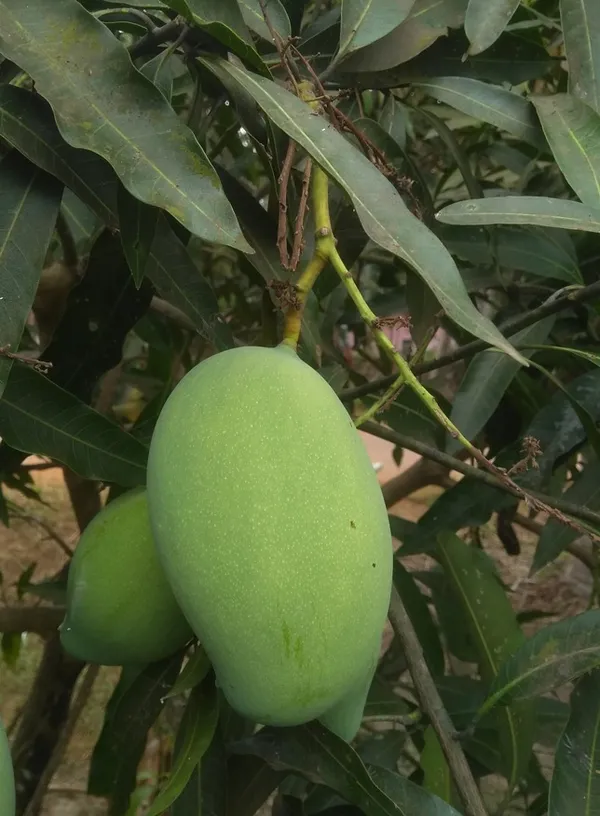 Indian_Kacha-Mitha_Mango_Fruit_Plant_For_Home_Gardening,_Original_Hybrid_Dwarf_Variety_Sweet-Sour_(Best_Seller)_Mango_Plant_Limited_Stock,_Plant_Age:_1.5_Years_(Air_Layering,_Pack_Of_1)