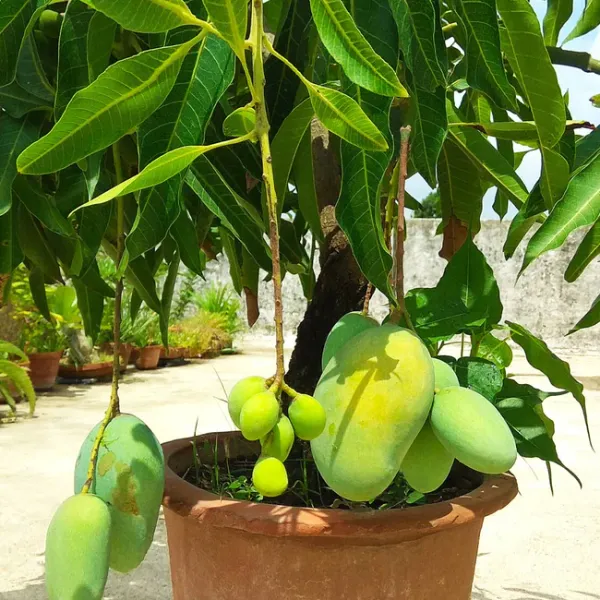 Indian_Kacha-Mitha_Mango_Fruit_Plant_For_Home_Gardening,_Original_Hybrid_Dwarf_Variety_Sweet-Sour_(Best_Seller)_Mango_Plant_Limited_Stock,_Plant_Age:_1.5_Years_(Air_Layering,_Pack_Of_1)