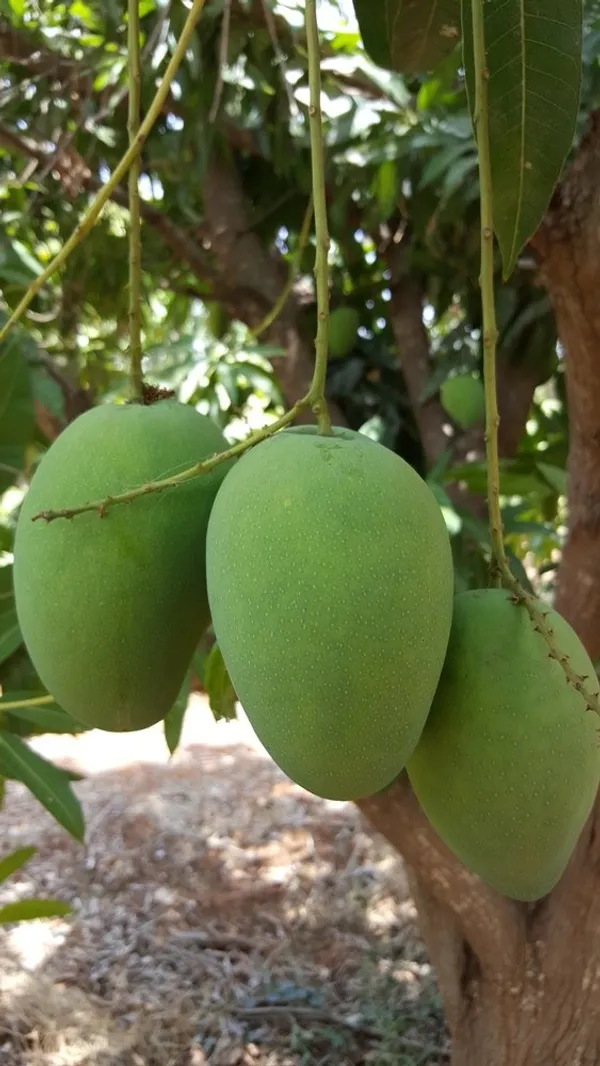 Indian_Kacha-Mitha_Mango_Fruit_Plant_For_Home_Gardening,_Original_Hybrid_Dwarf_Variety_Sweet-Sour_(Best_Seller)_Mango_Plant_Limited_Stock,_Plant_Age:_1.5_Years_(Air_Layering,_Pack_Of_1)