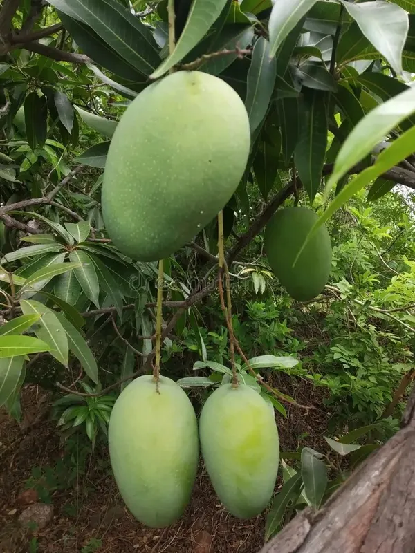 Indian_Kacha-Mitha_Mango_Fruit_Plant_For_Home_Gardening,_Original_Hybrid_Dwarf_Variety_Sweet-Sour_(Best_Seller)_Mango_Plant_Limited_Stock,_Plant_Age:_1.5_Years_(Air_Layering,_Pack_Of_1)