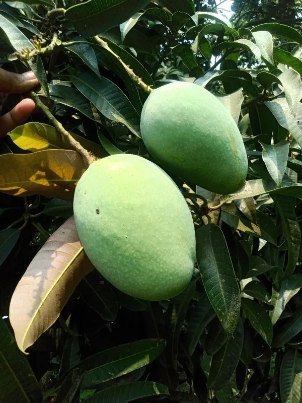 Indian_Kacha-Mitha_Mango_Fruit_Plant_For_Home_Gardening,_Original_Hybrid_Dwarf_Variety_Sweet-Sour_(Best_Seller)_Mango_Plant_Limited_Stock,_Plant_Age:_1.5_Years_(Air_Layering,_Pack_Of_1)
