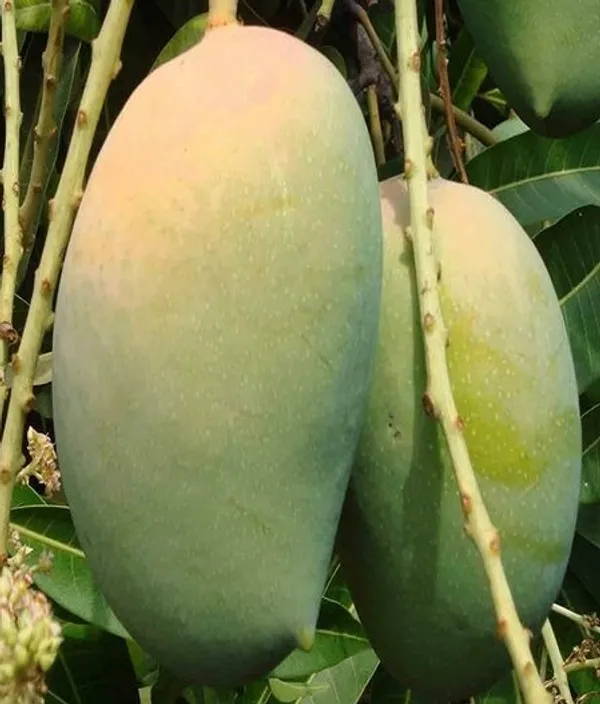 Indian_Kasar_Mango_Fruit_Plant_&_Tree_For_Home_Gardening_Hybrid_Kasar_Mango_Garfted_Plant_Age_1.5_Years_(Pack_Of_1)