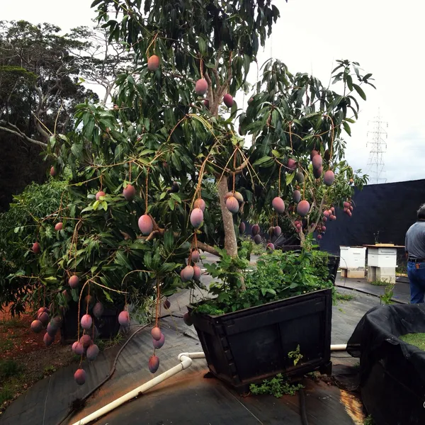 Indian_Sindhu_(_Seedless_)_Mango_Hybrid_Fruit_Plant_&_Tree_For_Home_Gardening_Grafted_Sindhu_Mango_Fruit_Plant_(1.5-3.5_Ft_Hight)_Pack_Of_1