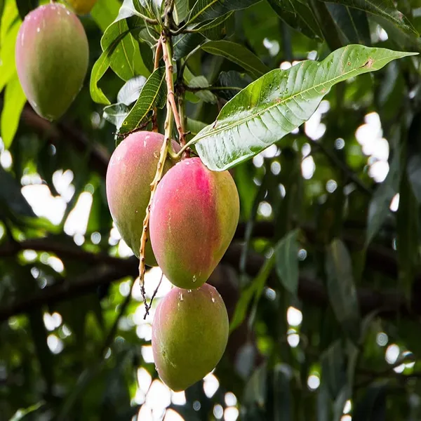 Indian_Sindhu_(_Seedless_)_Mango_Hybrid_Fruit_Plant_&_Tree_For_Home_Gardening_Grafted_Sindhu_Mango_Fruit_Plant_(1.5-3.5_Ft_Hight)_Pack_Of_1