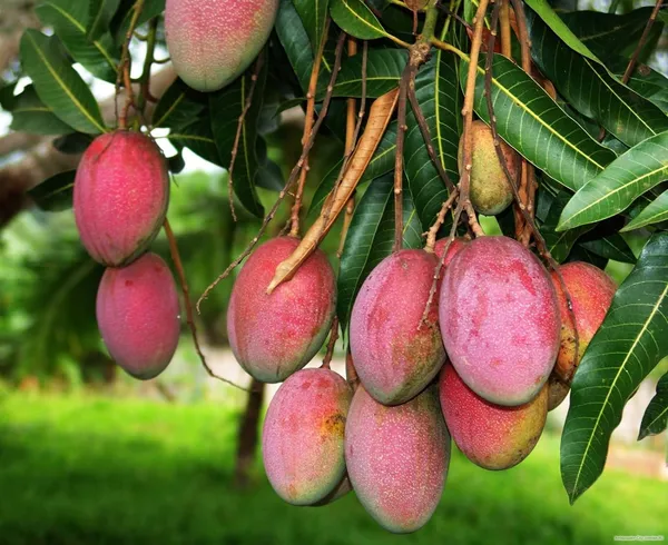 Indian_Sindhu_(_Seedless_)_Mango_Hybrid_Fruit_Plant_&_Tree_For_Home_Gardening_Grafted_Sindhu_Mango_Fruit_Plant_(1.5-3.5_Ft_Hight)_Pack_Of_1