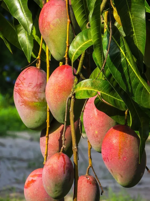 Indian_Sindhu_(_Seedless_)_Mango_Hybrid_Fruit_Plant_&_Tree_For_Home_Gardening_Grafted_Sindhu_Mango_Fruit_Plant_(1.5-3.5_Ft_Hight)_Pack_Of_1