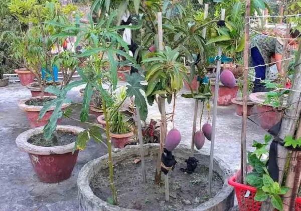 Indian_Sindhu_(_Seedless_)_Mango_Hybrid_Fruit_Plant_&_Tree_For_Home_Gardening_Grafted_Sindhu_Mango_Fruit_Plant_(1.5-3.5_Ft_Hight)_Pack_Of_1
