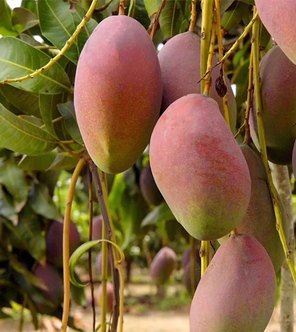 Indian_Sindhu_(_Seedless_)_Mango_Hybrid_Fruit_Plant_&_Tree_For_Home_Gardening_Grafted_Sindhu_Mango_Fruit_Plant_(1.5-3.5_Ft_Hight)_Pack_Of_1