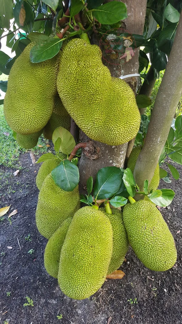 Jackfruit_(Hybrid)_Plant_&_Tree_(1.5-3.5_Ft_Hight)_For_Your_Home_Garden_(Pack_Of_1)