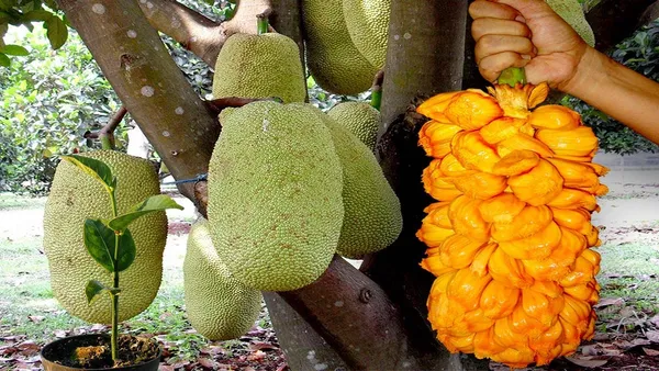 Jackfruit_(Hybrid)_Plant_&_Tree_(1.5-3.5_Ft_Hight)_For_Your_Home_Garden_(Pack_Of_1)