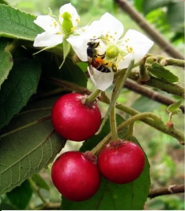 Jamaican_(Grafted)_Cherry_Sweet_Fruit_1.5-3.5_Ft_Hybrid_Plant_(Pack_of_1)