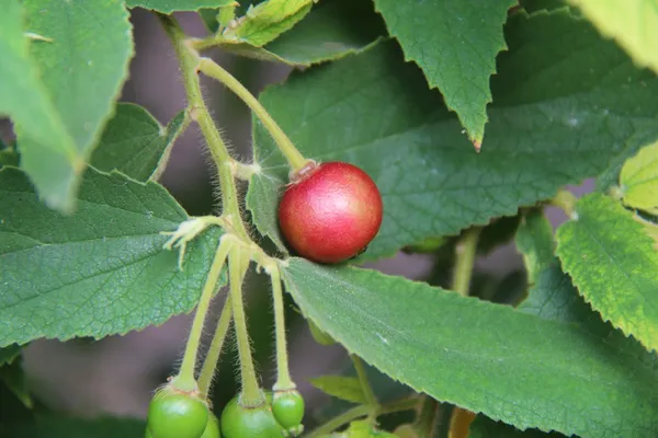 Jamaican_(Grafted)_Cherry_Sweet_Fruit_1.5-3.5_Ft_Hybrid_Plant_(Pack_of_1)