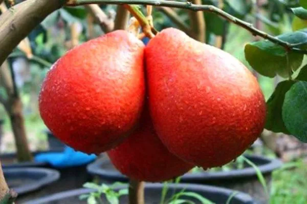 Jambo_Size_Red_Pomelo_Healthy_Fruit__Plant_For_Home_Gardening_Hybrid_Pomelo_Plant_(1.5-3.5_Ft_Hight)_Pack_Of_1