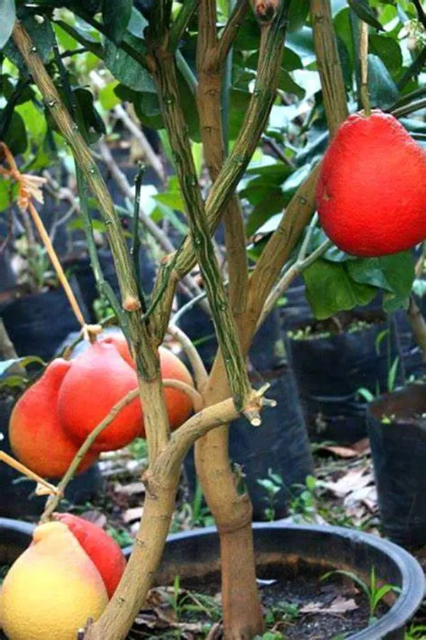 Jambo_Size_Red_Pomelo_Healthy_Fruit__Plant_For_Home_Gardening_Hybrid_Pomelo_Plant_(1.5-3.5_Ft_Hight)_Pack_Of_1