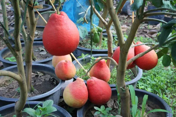 Jambo_Size_Red_Pomelo_Healthy_Fruit__Plant_For_Home_Gardening_Hybrid_Pomelo_Plant_(1.5-3.5_Ft_Hight)_Pack_Of_1