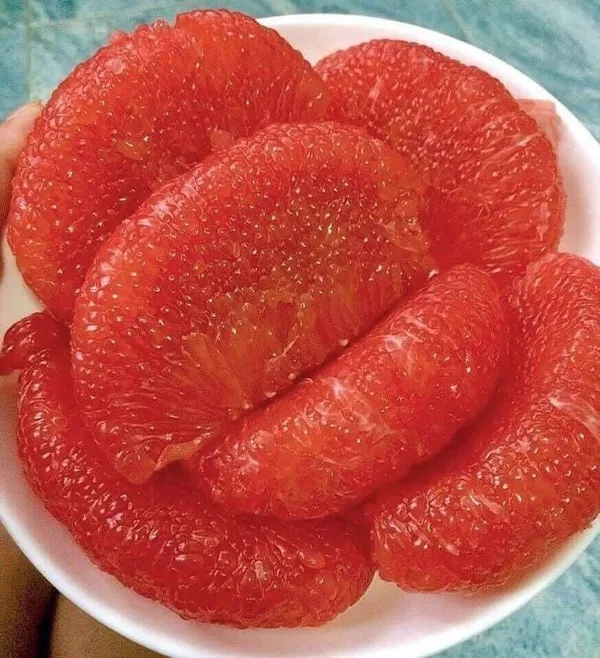 Jambo_Size_Red_Pomelo_Healthy_Fruit__Plant_For_Home_Gardening_Hybrid_Pomelo_Plant_(1.5-3.5_Ft_Hight)_Pack_Of_1