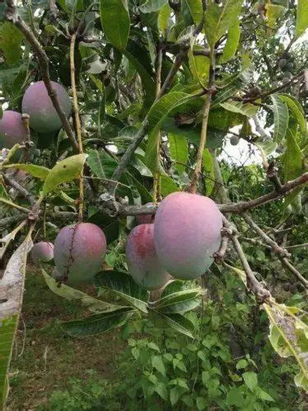 Japanese_All_Time_Mango_Healthy_Fruit_Plant_&_Tree_For_Home_Gardening_(Hybrid,_Pack_Of_1)