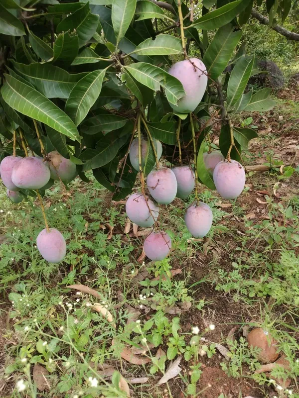 Japanese_All_Time_Mango_Healthy_Fruit_Plant_&_Tree_For_Home_Gardening_(Hybrid,_Pack_Of_1)