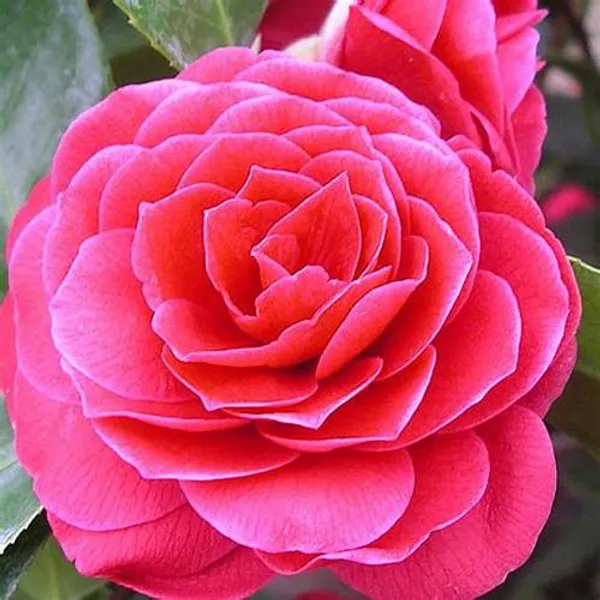 Japanese_Cameliia_Deep_Pink_Flowering_Plant_For_Bush/Shrub/Home_Gardening_(Pack_Of_1)