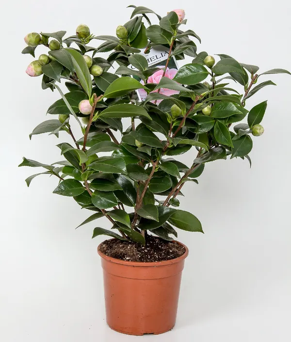 Japanese_Cameliia_Deep_Pink_Flowering_Plant_For_Bush/Shrub/Home_Gardening_(Pack_Of_1)