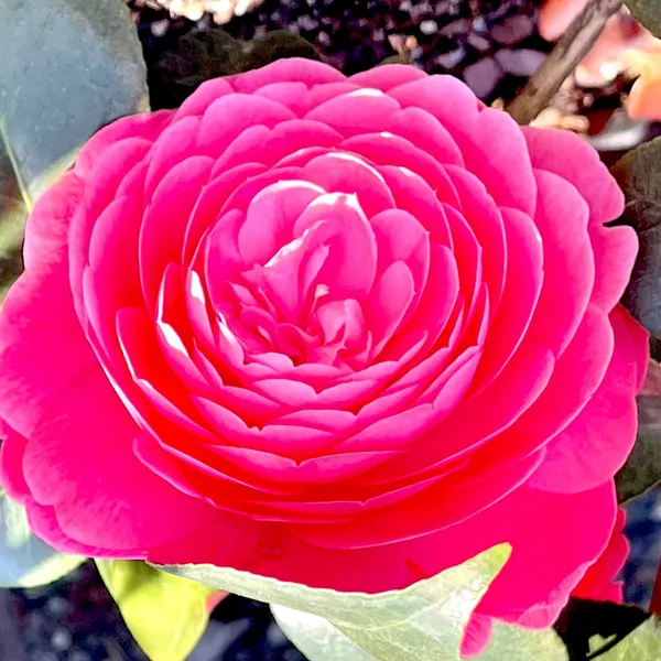 Japanese_Cameliia_Deep_Pink_Flowering_Plant_For_Bush/Shrub/Home_Gardening_(Pack_Of_1)