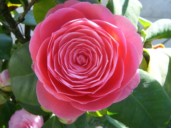 Japanese_Cameliia_Deep_Pink_Flowering_Plant_For_Bush/Shrub/Home_Gardening_(Pack_Of_1)