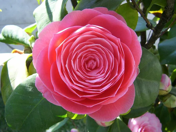Japanese_Cameliia_Deep_Pink_Flowering_Plant_For_Bush/Shrub/Home_Gardening_(Pack_Of_1)