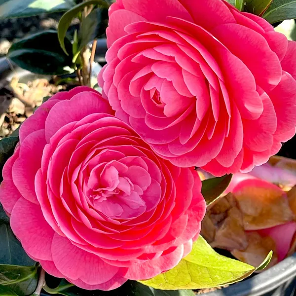 Japanese_Cameliia_Deep_Pink_Flowering_Plant_For_Bush/Shrub/Home_Gardening_(Pack_Of_1)