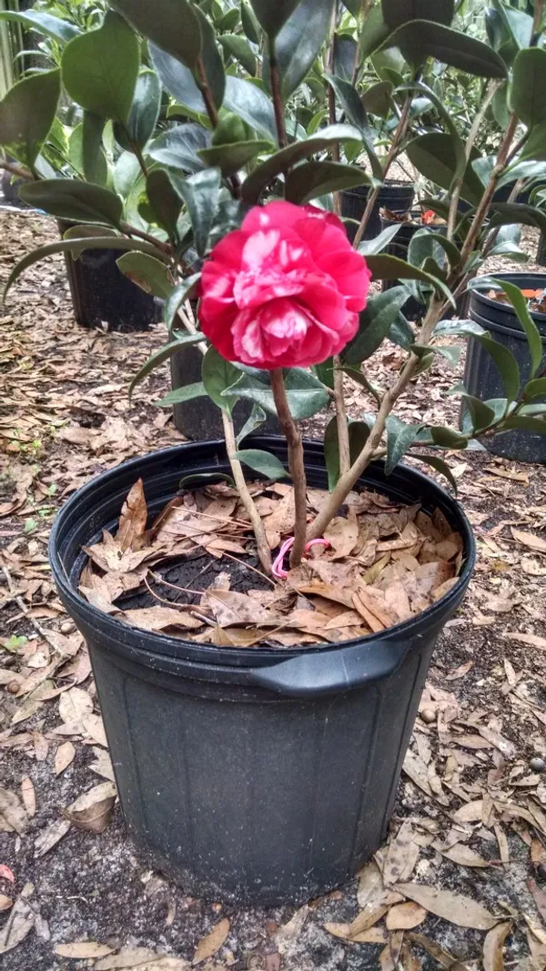 Japanese_Cameliia_(White_&_Red)_Flowering_Plant_(1.5-2_Ft_Size)_For_Home_Garden/Shrub/Bush_Japonica_Camaliia_Bicolor_Flower_Plant_(Grafted,_Pack_Of_1)