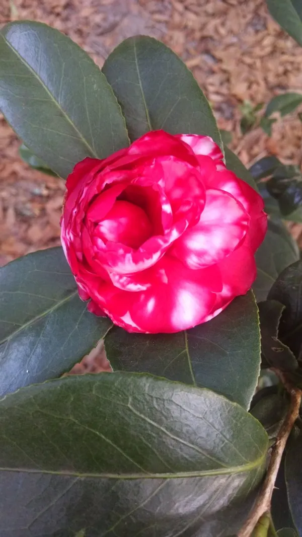 Japanese_Cameliia_(White_&_Red)_Flowering_Plant_(1.5-2_Ft_Size)_For_Home_Garden/Shrub/Bush_Japonica_Camaliia_Bicolor_Flower_Plant_(Grafted,_Pack_Of_1)