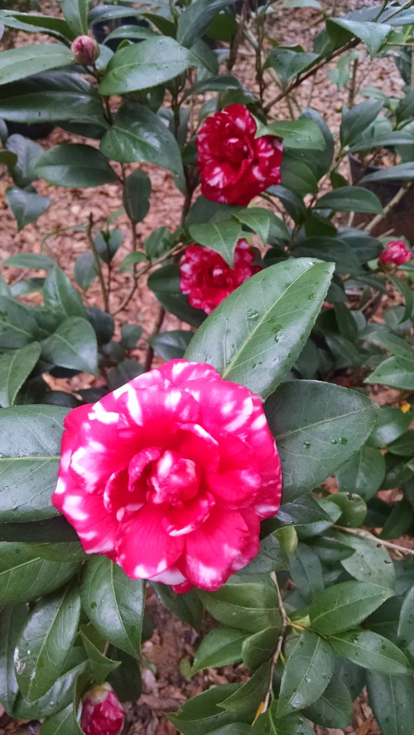 Japanese_Cameliia_(White_&_Red)_Flowering_Plant_(1.5-2_Ft_Size)_For_Home_Garden/Shrub/Bush_Japonica_Camaliia_Bicolor_Flower_Plant_(Grafted,_Pack_Of_1)