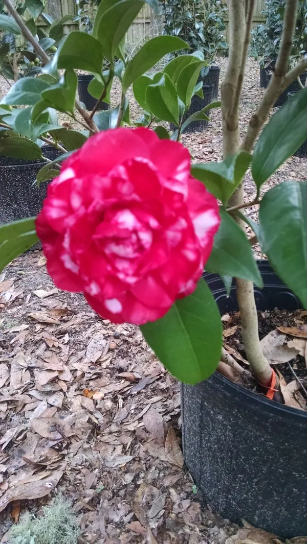 Japanese_Cameliia_(White_&_Red)_Flowering_Plant_(1.5-2_Ft_Size)_For_Home_Garden/Shrub/Bush_Japonica_Camaliia_Bicolor_Flower_Plant_(Grafted,_Pack_Of_1)