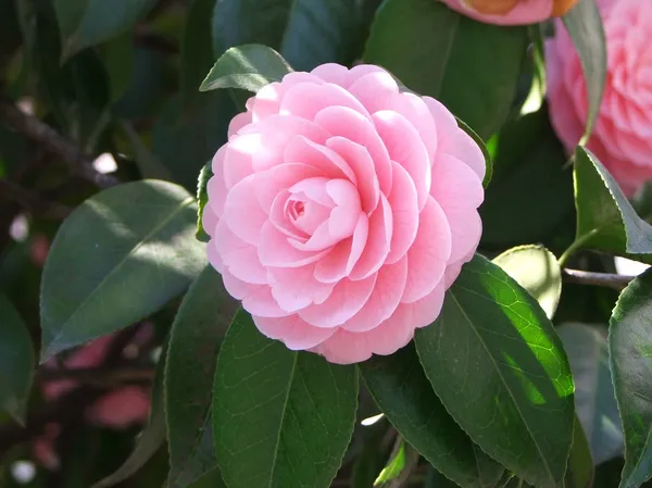 Japanese_Camellia_Flowering_Plant_&_Tree_(1.5-3.5_Ft_Hight)_For_Shrub/Bush/Home_Garden_(Hybrid,_Pack_Of_1)