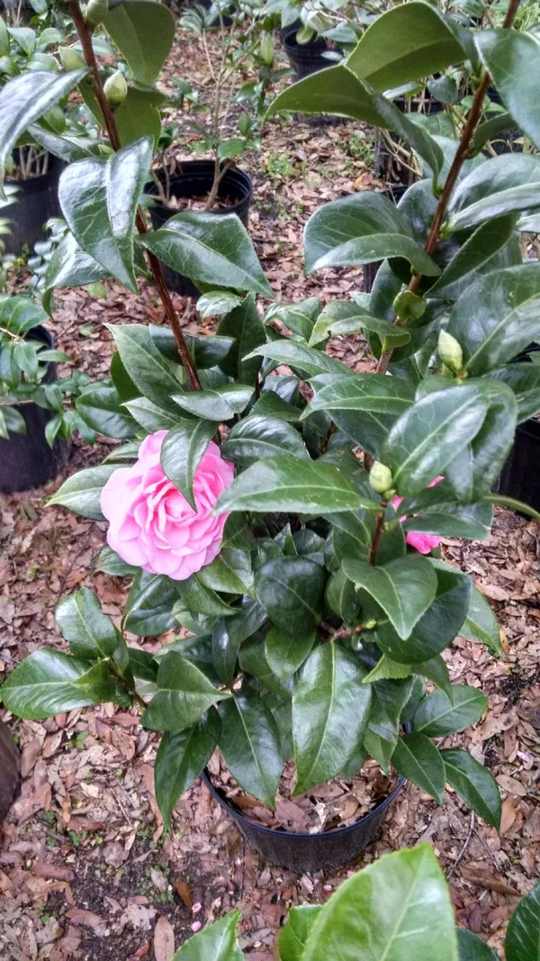 Japanese_Camellia_Flowering_Plant_&_Tree_(1.5-3.5_Ft_Hight)_For_Shrub/Bush/Home_Garden_(Hybrid,_Pack_Of_1)