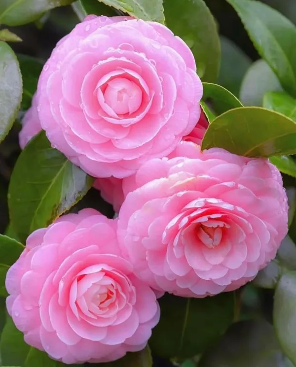 Greenery Nursery Japanese Camellia Flowering Plant & Tree (1.5-3.5