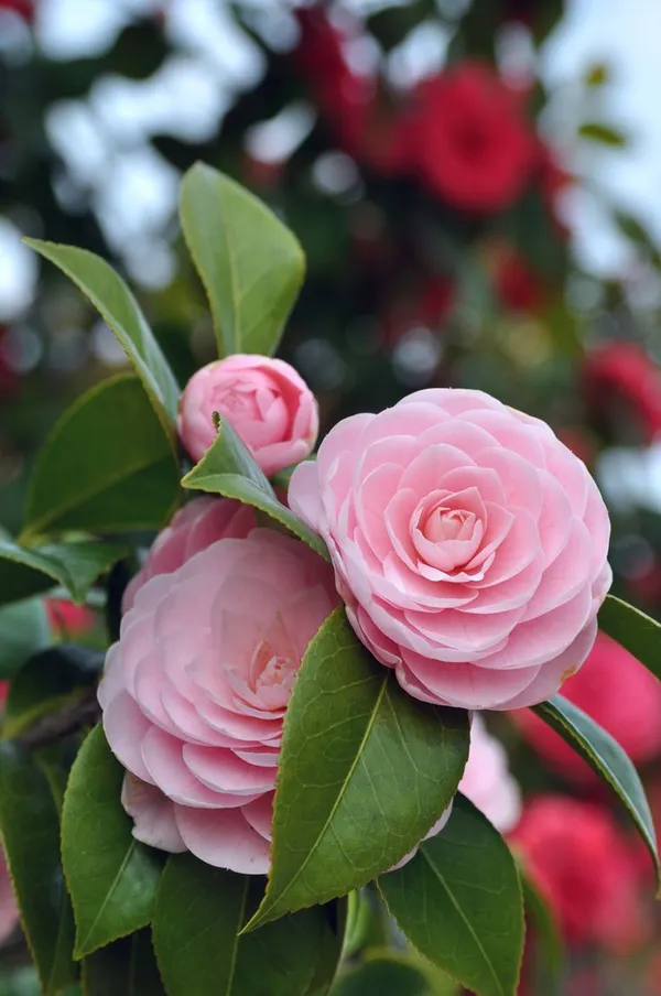 Japanese_Camellia_Flowering_Plant_&_Tree_(1.5-3.5_Ft_Hight)_For_Shrub/Bush/Home_Garden_(Hybrid,_Pack_Of_1)