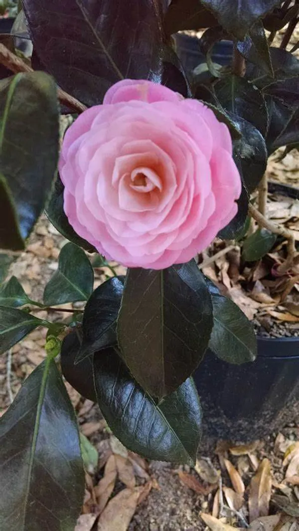 Japanese_Camellia_Flowering_Plant_&_Tree_(1.5-3.5_Ft_Hight)_For_Shrub/Bush/Home_Garden_(Hybrid,_Pack_Of_1)