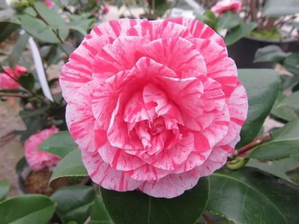 Japanese_Camellia_(Japonica_Variety)_Bicolor_Flowering_Plant_For_Home_Gardening/Shrub/Bush_(1.5-2_Ft_Size)_Suitable_Location_Outdoor_(Pack_Of_1)_Outdoor