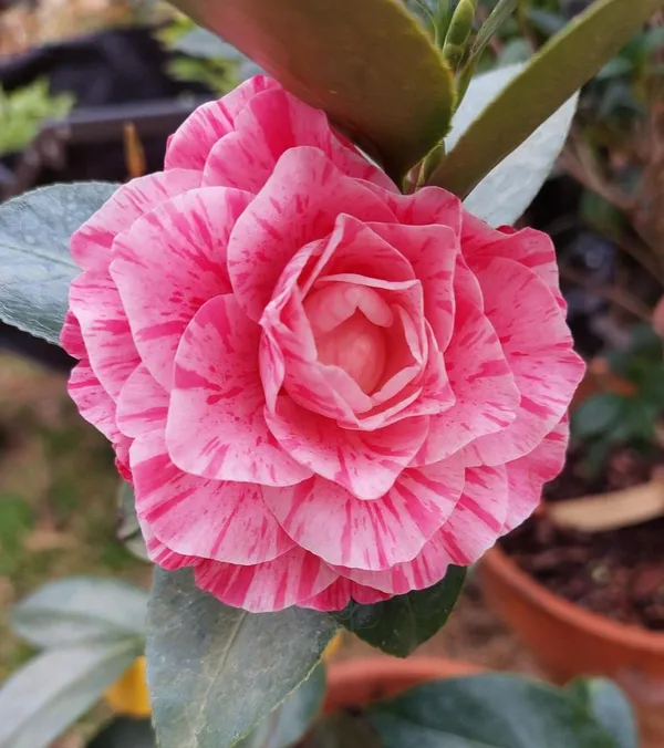 Japanese_Camellia_(Japonica_Variety)_Bicolor_Flowering_Plant_For_Home_Gardening/Shrub/Bush_(1.5-2_Ft_Size)_Suitable_Location_Outdoor_(Pack_Of_1)_Outdoor