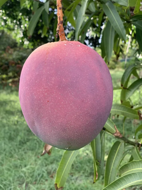 Japanese_Miyazaki_Mango_Healthy_Fruit_Plant_&_Tree_For_Home_Gardening_(Hybrid,_Pack_Of_1)