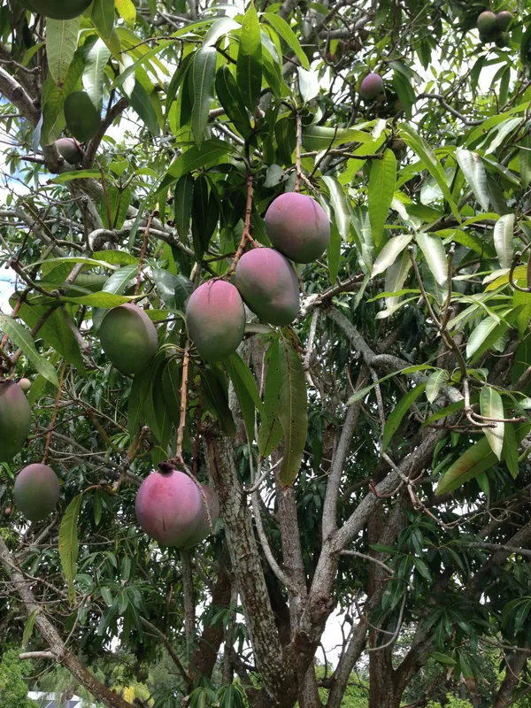 Japanese_Miyazaki_Mango_Healthy_Fruit_Plant_&_Tree_For_Home_Gardening_(Hybrid,_Pack_Of_1)