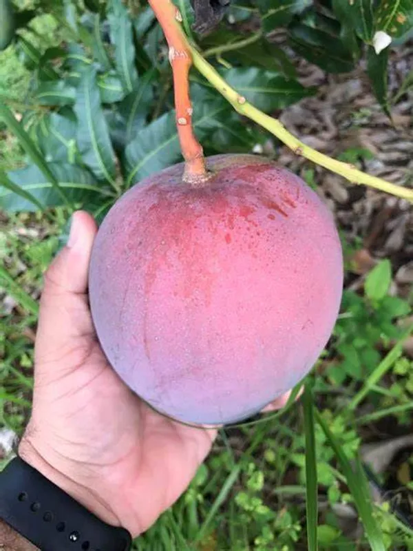 Japanese_Miyazaki_Mango_Healthy_Fruit_Plant_&_Tree_For_Home_Gardening_(Hybrid,_Pack_Of_1)
