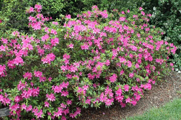 Japanese_Purple_Azalea_Flowering_Plant_For_Bush/Shrub/Home_Gardening_(Grafted,_Pack_Of_1)