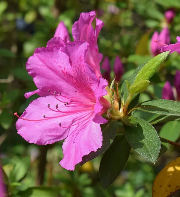 Japanese_Purple_Azalea_Flowering_Plant_For_Bush/Shrub/Home_Gardening_(Grafted,_Pack_Of_1)