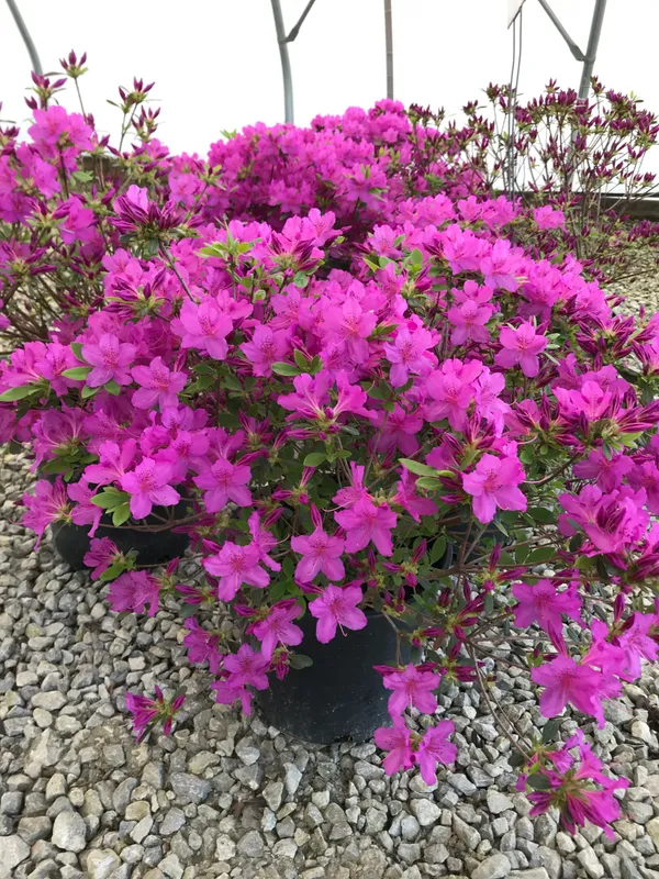 Japanese_Purple_Azalea_Flowering_Plant_For_Bush/Shrub/Home_Gardening_(Grafted,_Pack_Of_1)